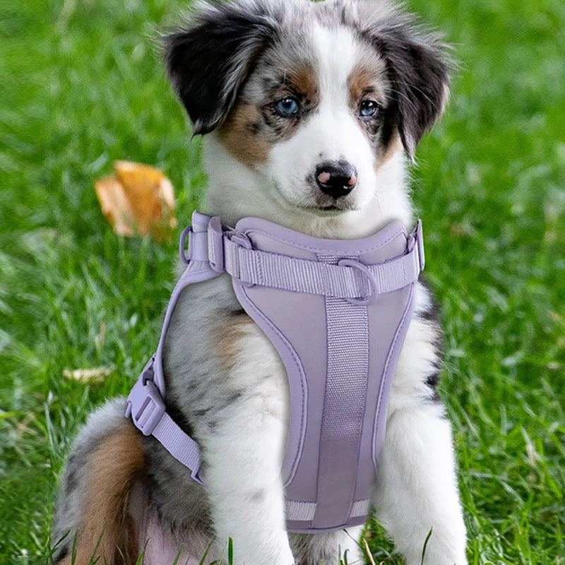Double Dog Leash: Comfortable PVC, adjustable chest strap, harness set.