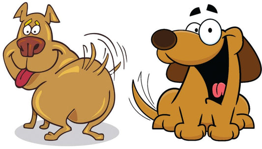 Pets Body Language