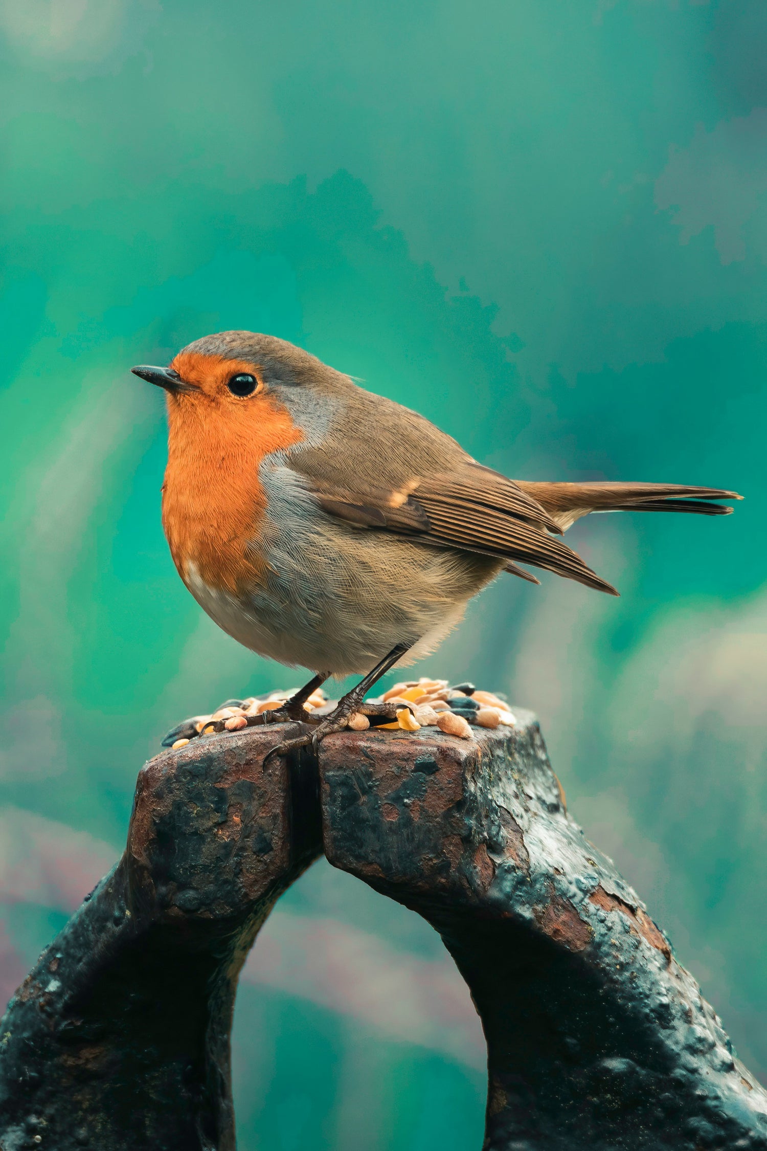Bird Food