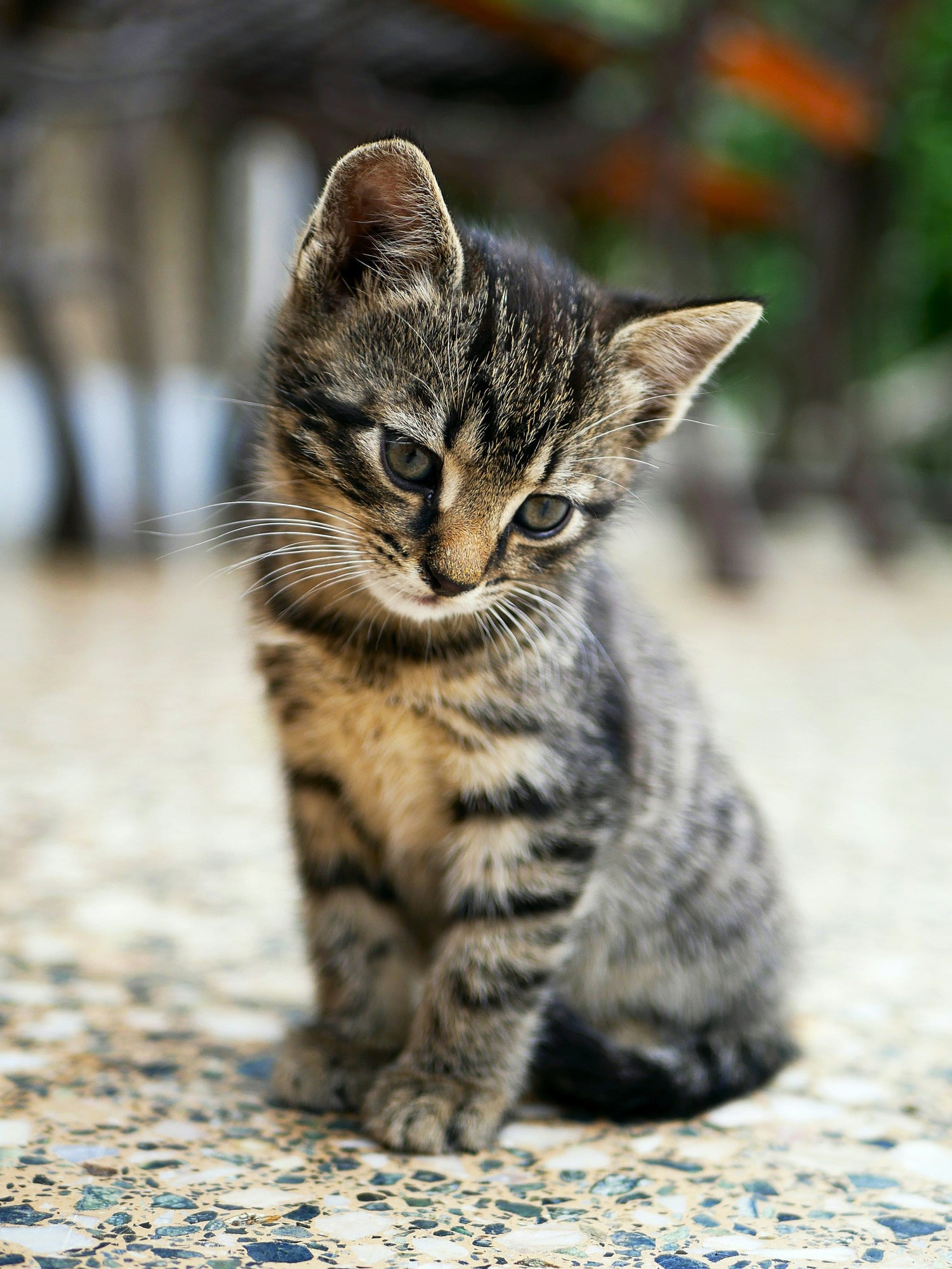 Best Cat Food Collection | Fresh Cat Food | Pet Paradise Gear