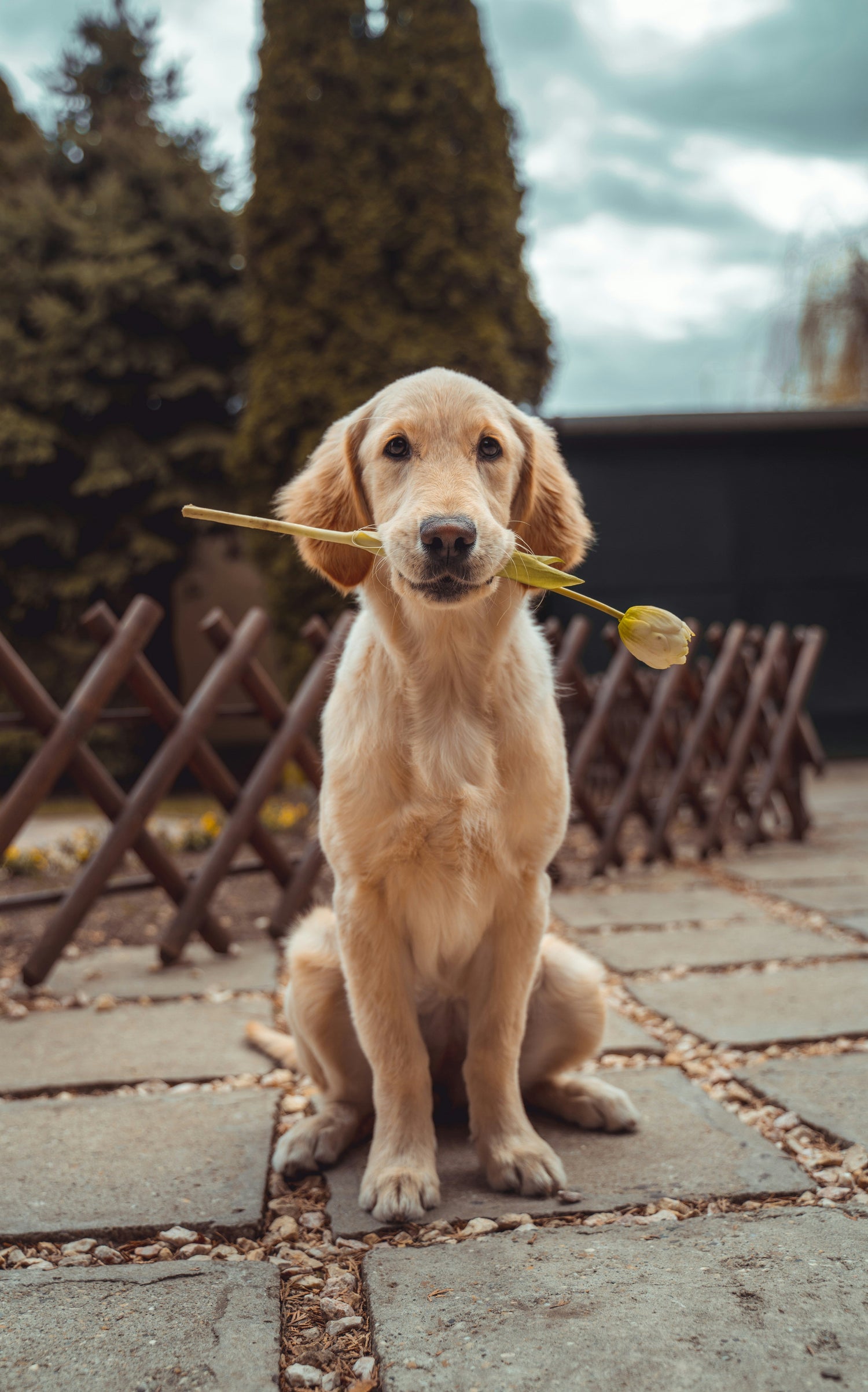 Dog Food Delivery | Homemade Dog Food | Pet Paradise Gear