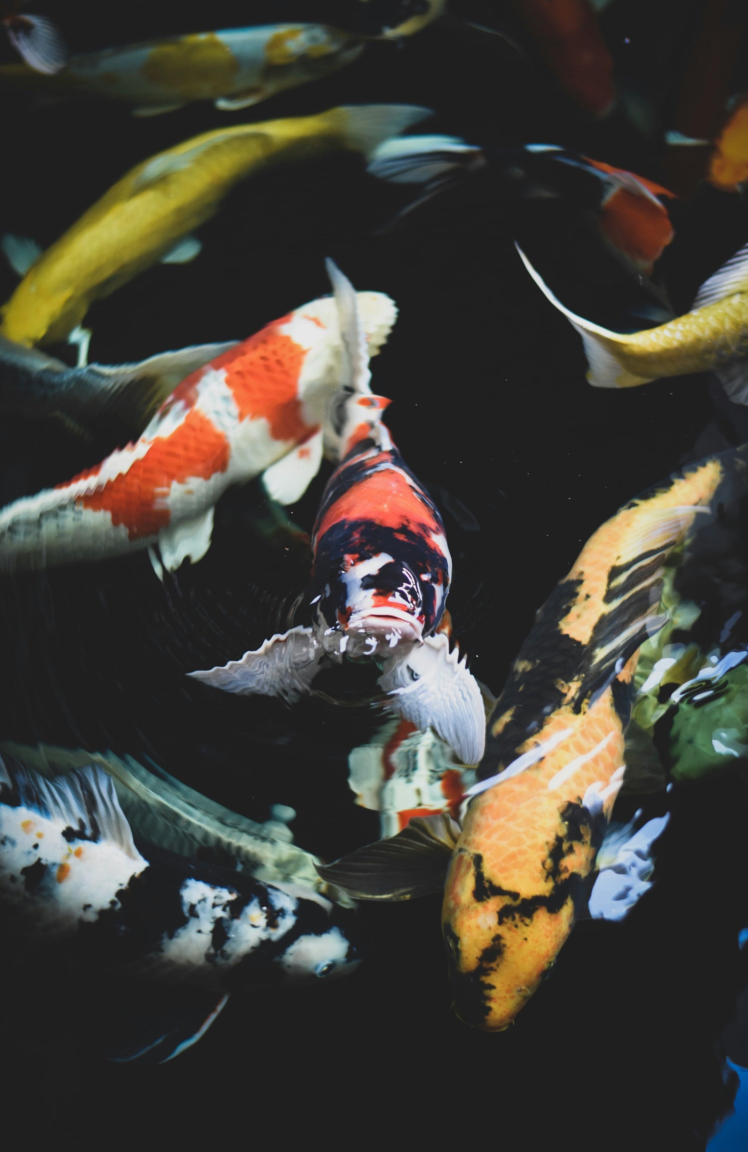 Fish Food Near Me | Best Food for Betta Fish | Pet Paradise Gear