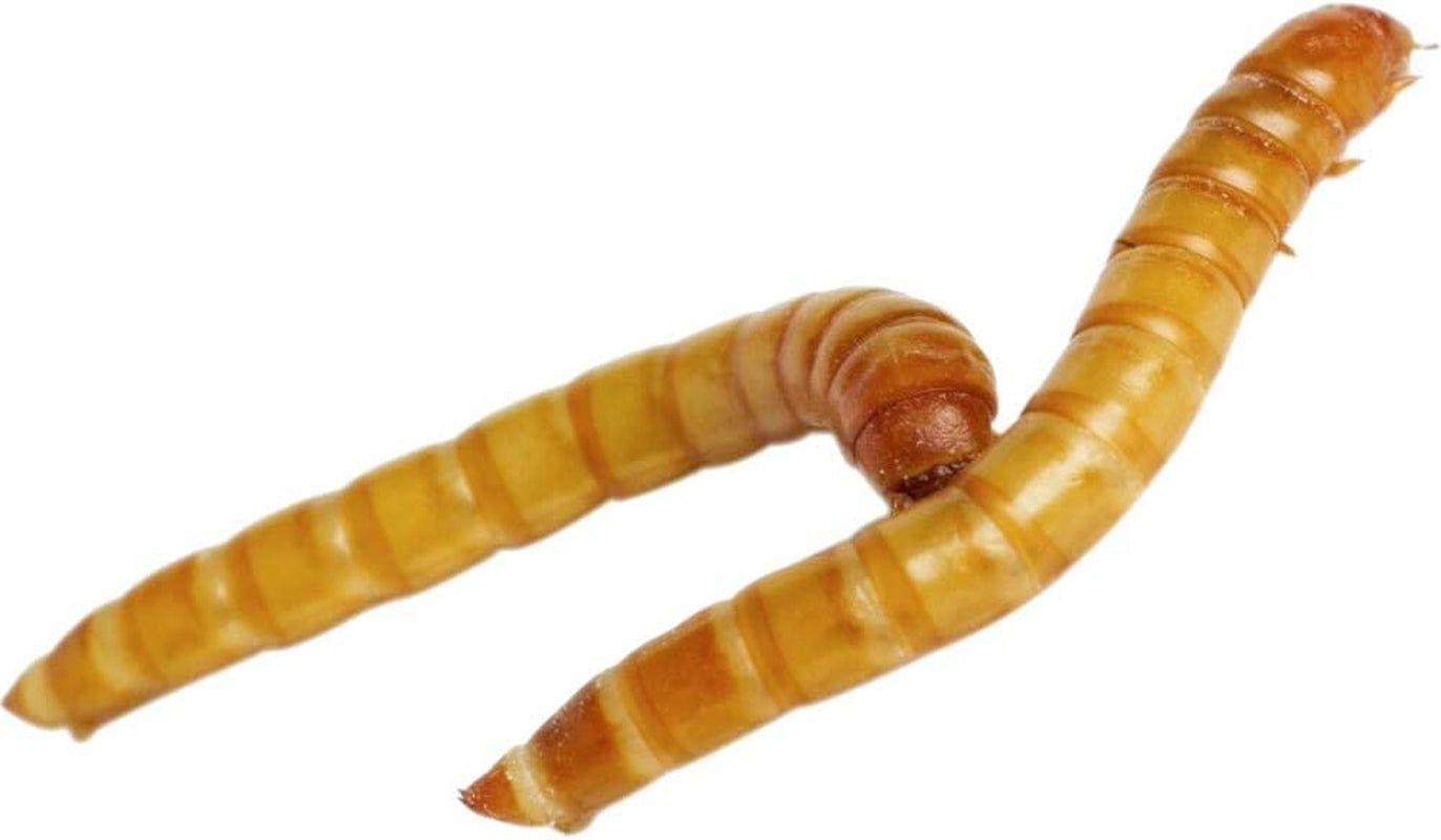 Bulk Live Mealworms - 1000 Count (Small - 0.25")