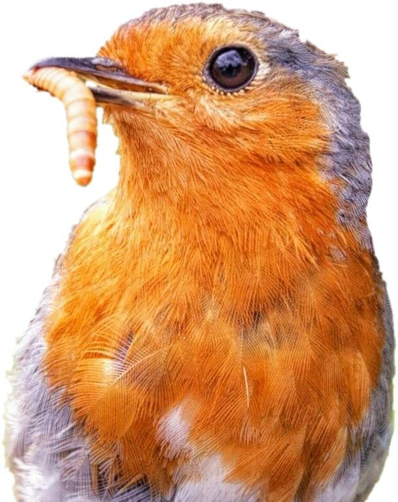 Bulk Live Mealworms - 1000 Count (Small - 0.25")