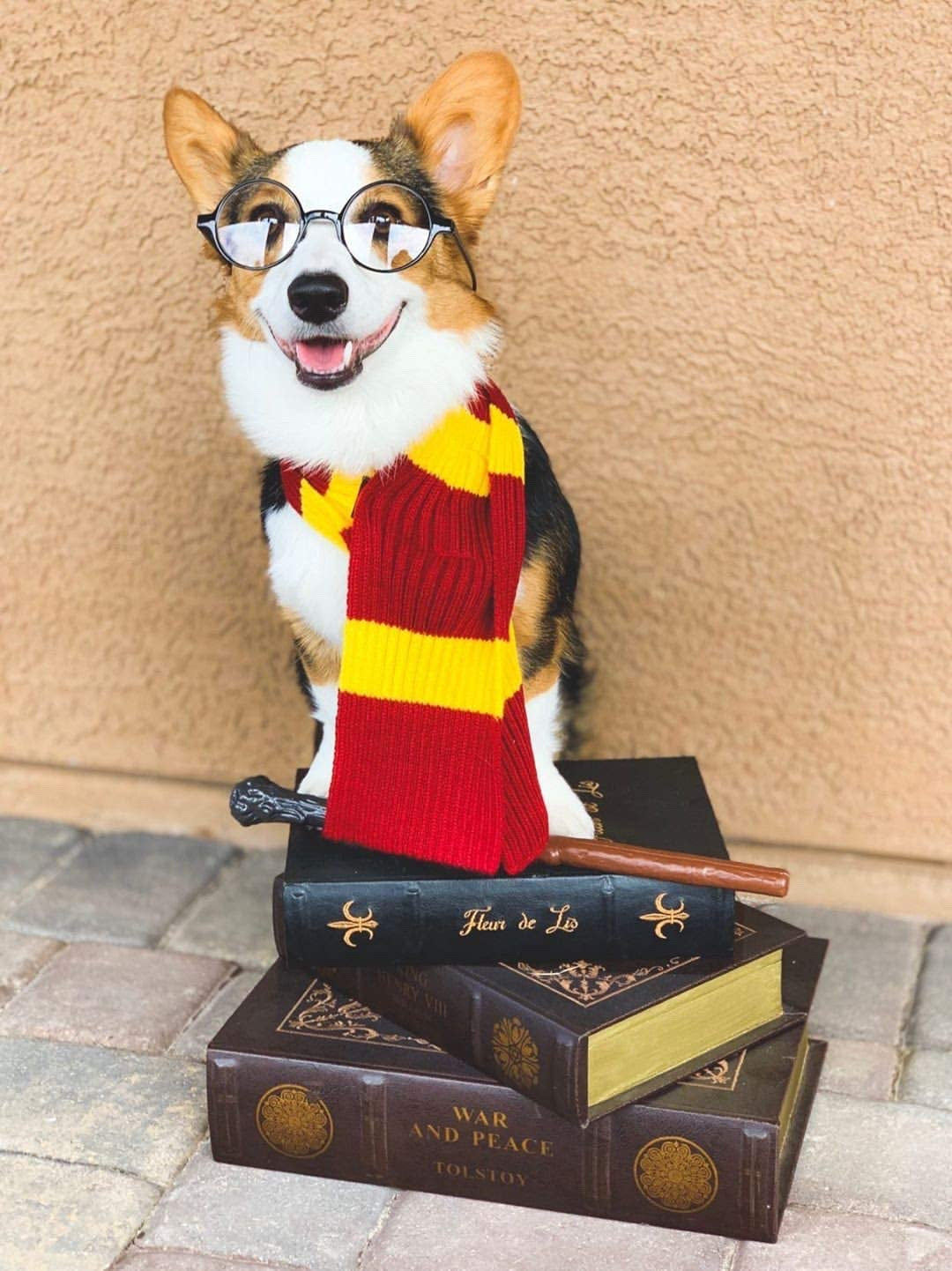 Harry Potter Dog Costume: French Lab Clothes, Halloween Cosplay, 