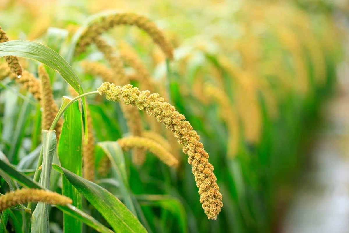 Organic Hulled Millet, 10 Pounds – Whole Grain Seeds, Non-Gmo, Kosher, Raw, Bulk, Product of the USA