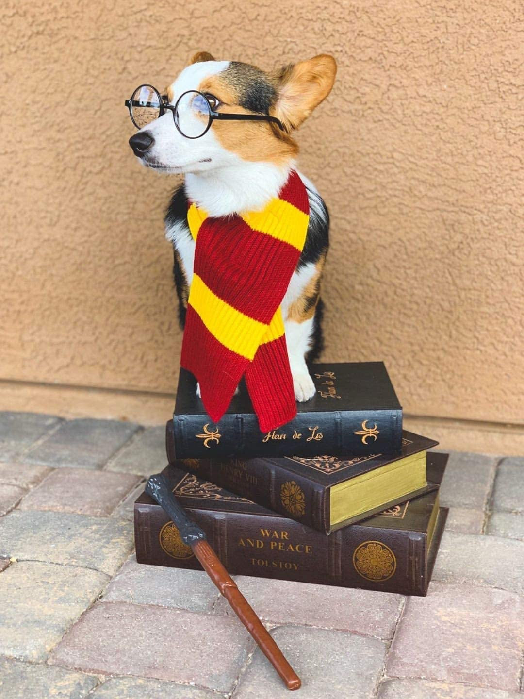 Harry Potter Dog Costume: French Lab Clothes, Halloween Cosplay, 