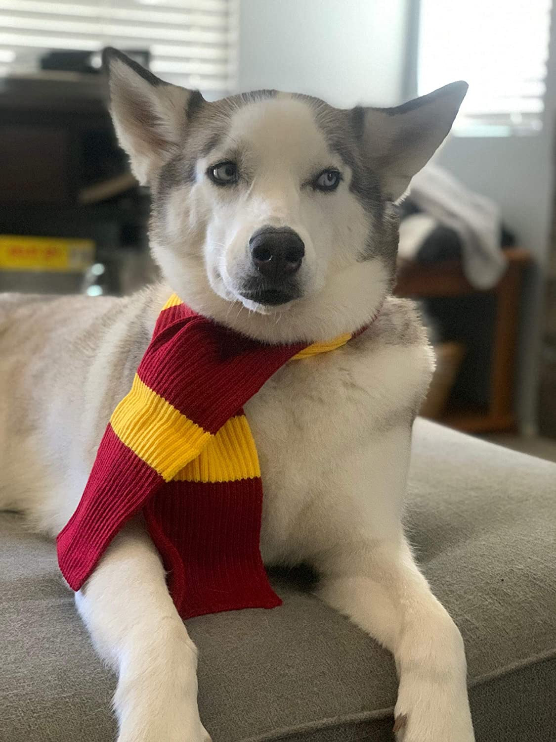 Harry Potter Dog Costume: French Lab Clothes, Halloween Cosplay, 