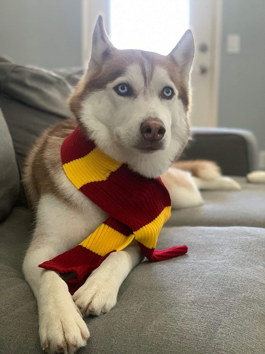 Harry Potter Dog Costume: French Lab Clothes, Halloween Cosplay, 