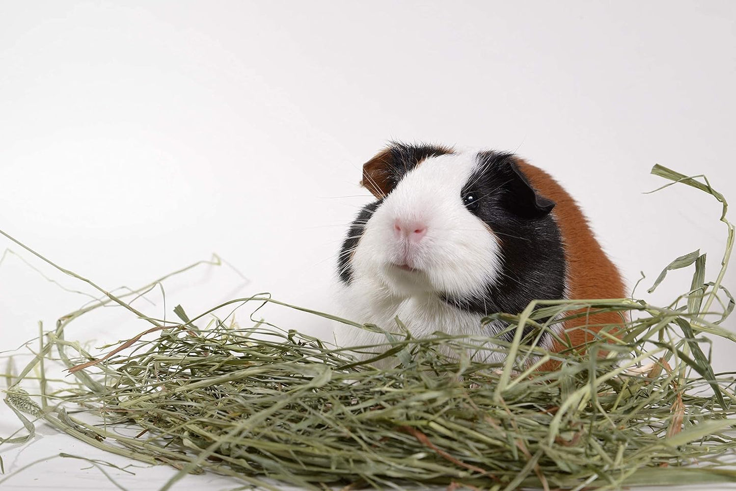 Timothy Grass Hay