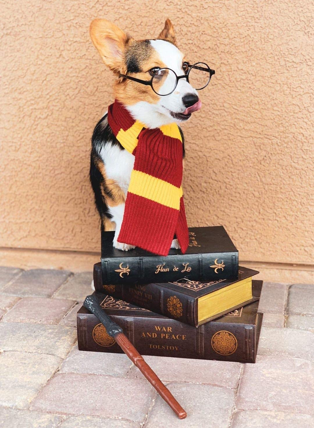 Harry Potter Dog Costume: French Lab Clothes, Halloween Cosplay, 
