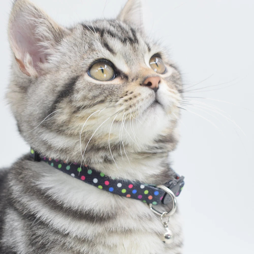 Stylish Dog Leashes: Walk Your Pet in Style!
