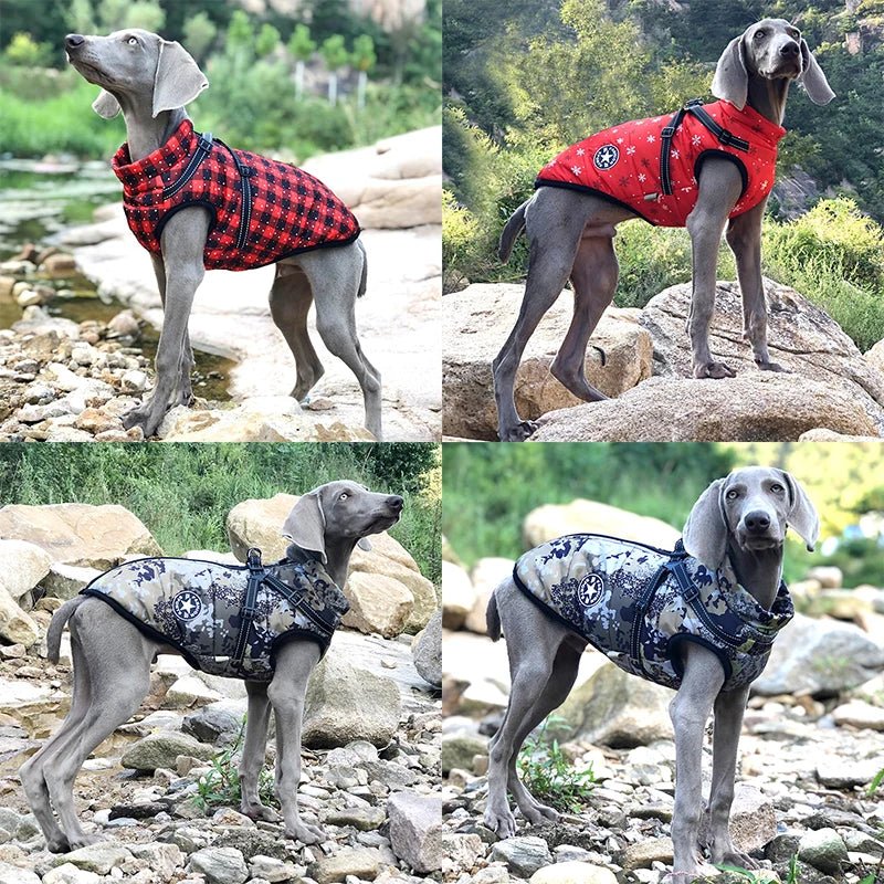 Big Dog Jacket