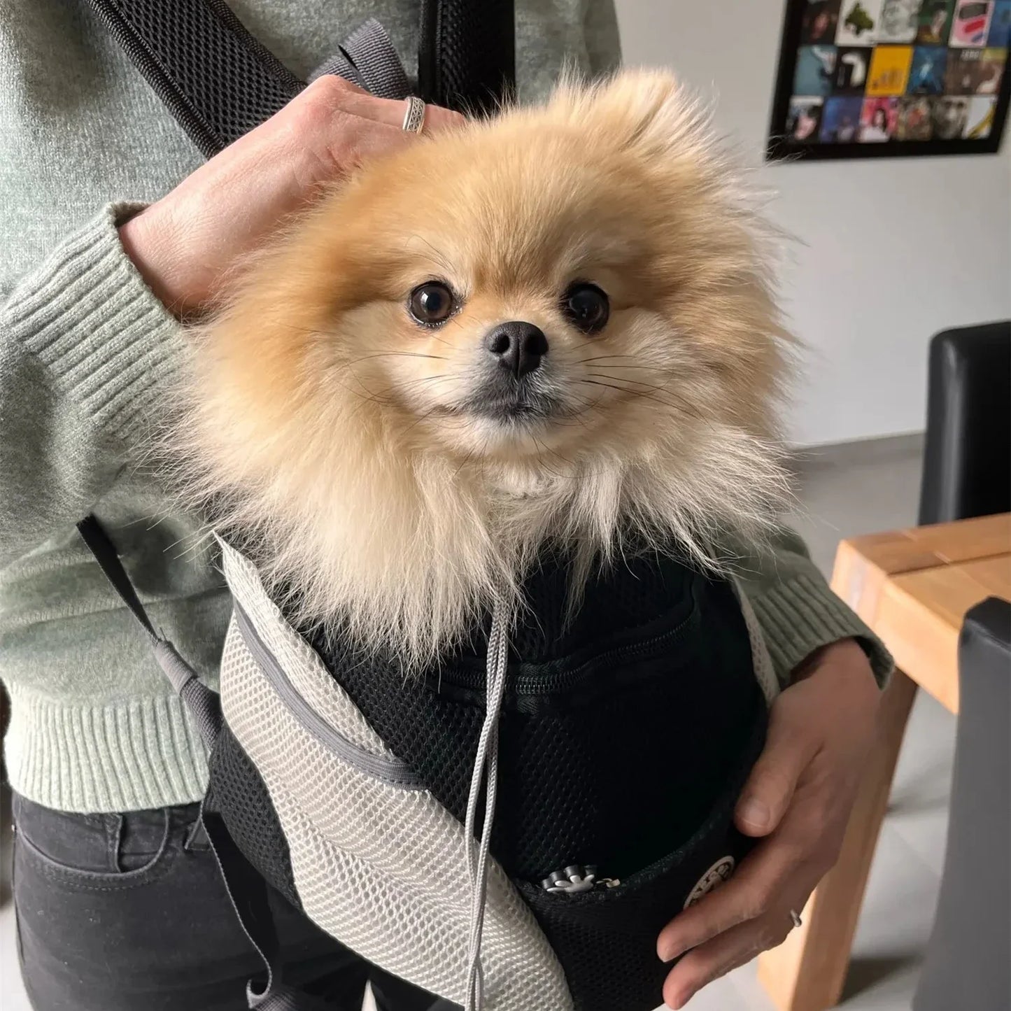 S Pet Dog Carrier: Portable backpack for outdoor adventures.