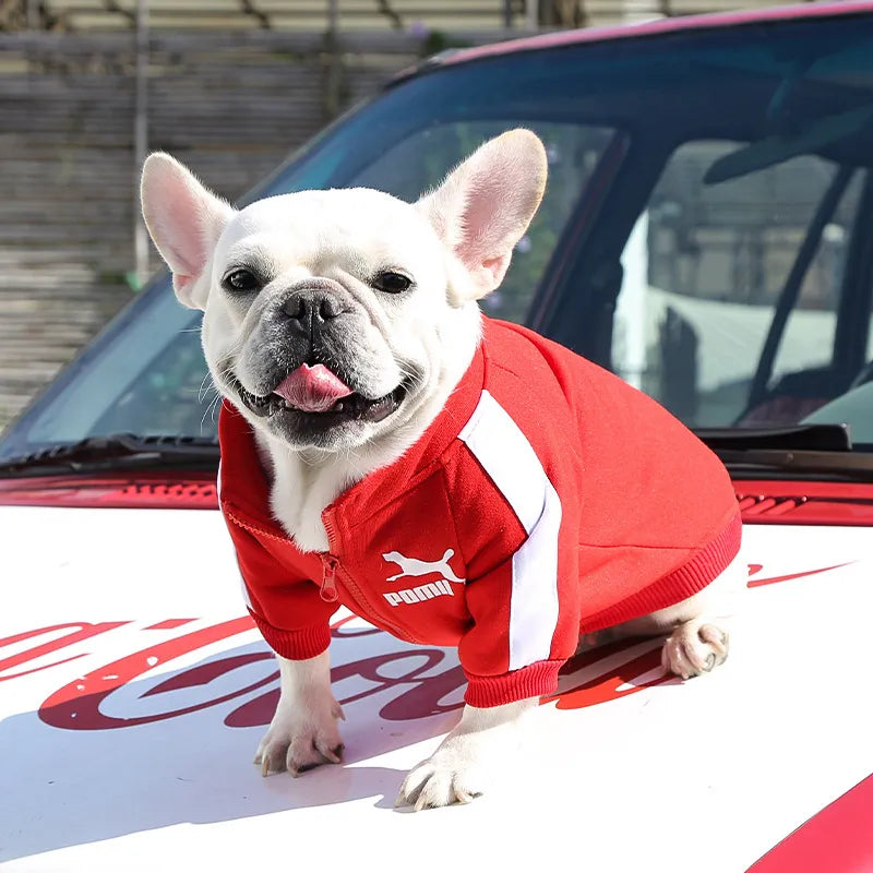 Winter Dog Jacket: Keep Your Dog Warm and Stylish!