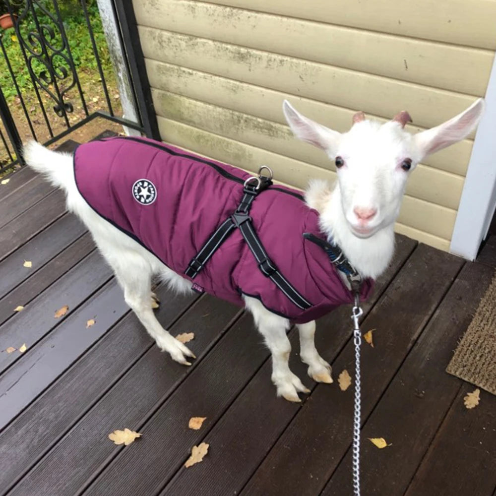 Big Dog Jacket