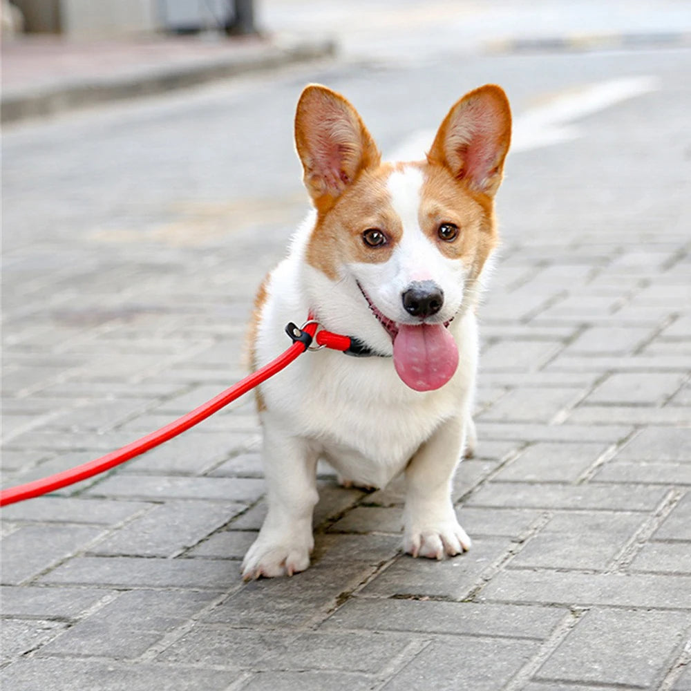 Nylon Pet Chain Collar: Adjustable, Training Accessories, Outdoor Leash
