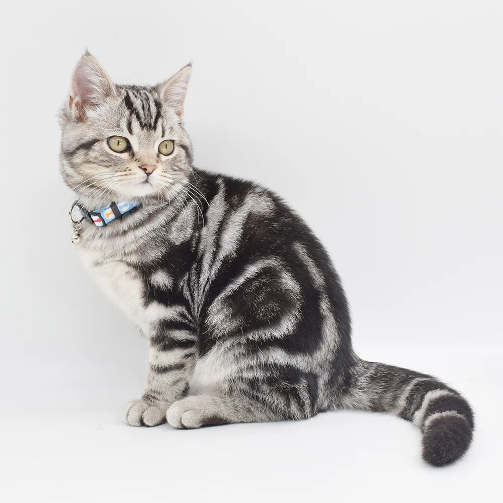 Stylish Dog Leashes: Walk Your Pet in Style!