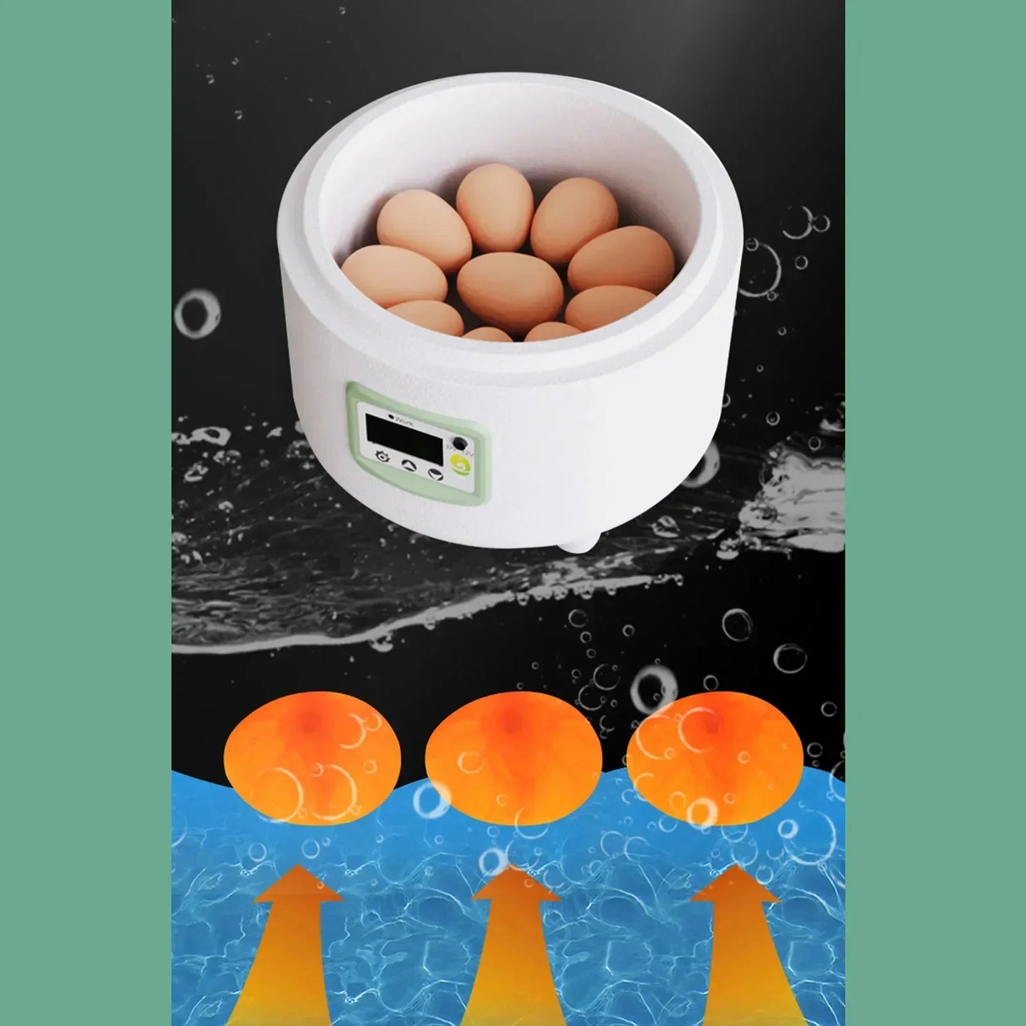 Incubator: AC/DC  parrot eggs hatching.