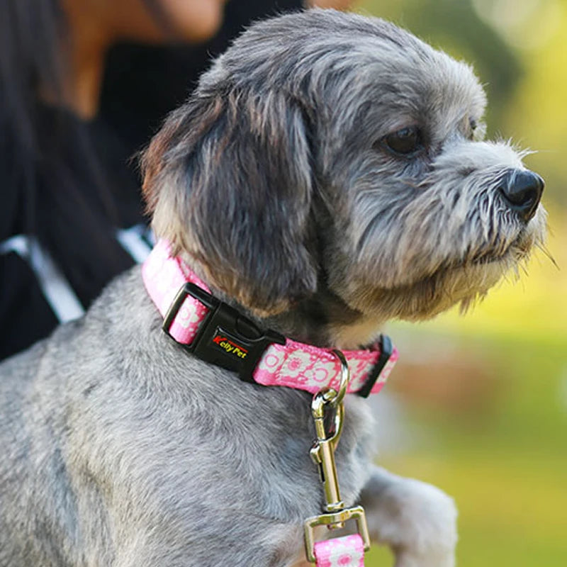 Dog Collar: Safety snap adjustable pet collar for dogs.