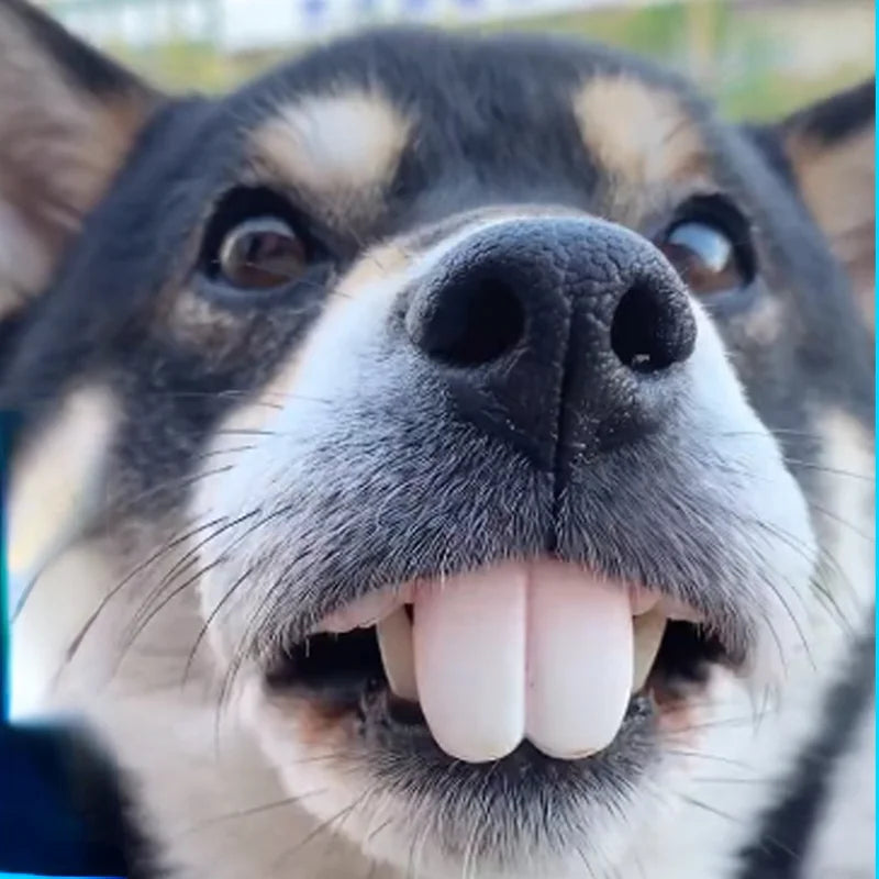 Funny Dog Dentures: Tricky decorating supplies, Halloween cosplay, for dogs.