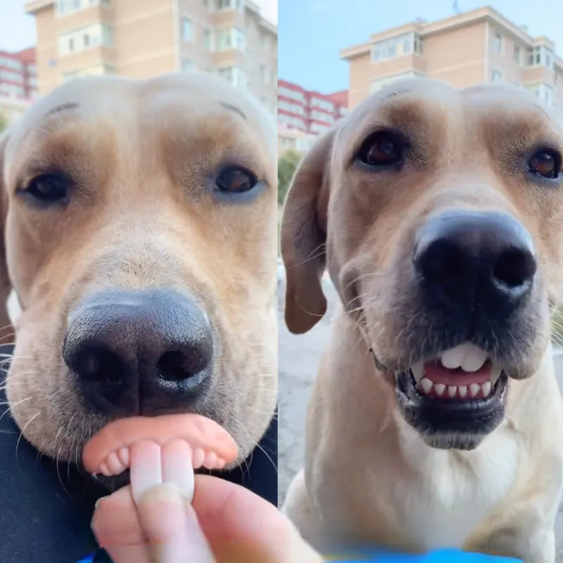 Funny Dog Dentures: Tricky decorating supplies, Halloween cosplay, for dogs.