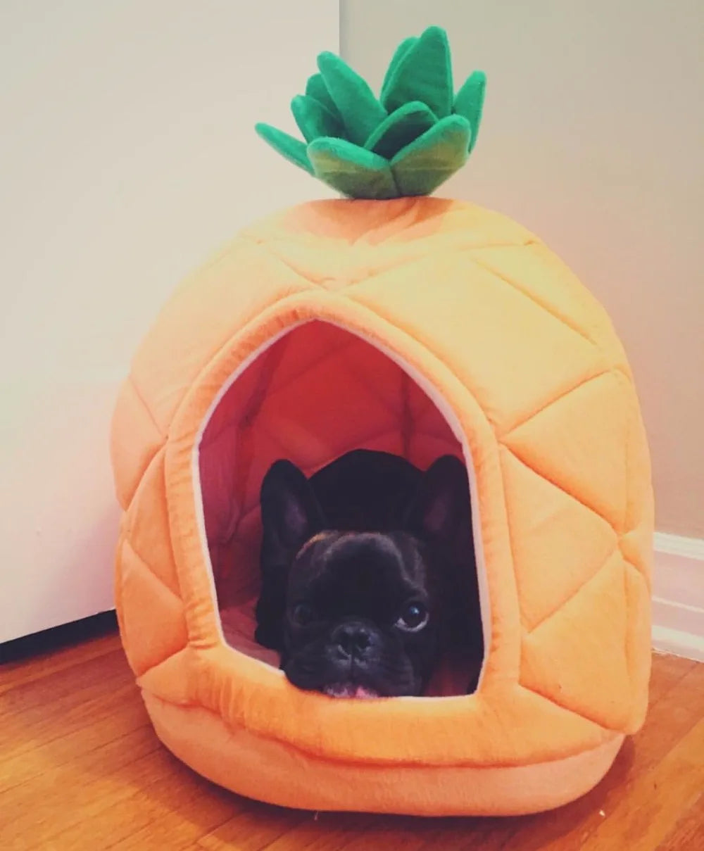 Comfy Pet Home: Vibrant and Fun for Furry Companions