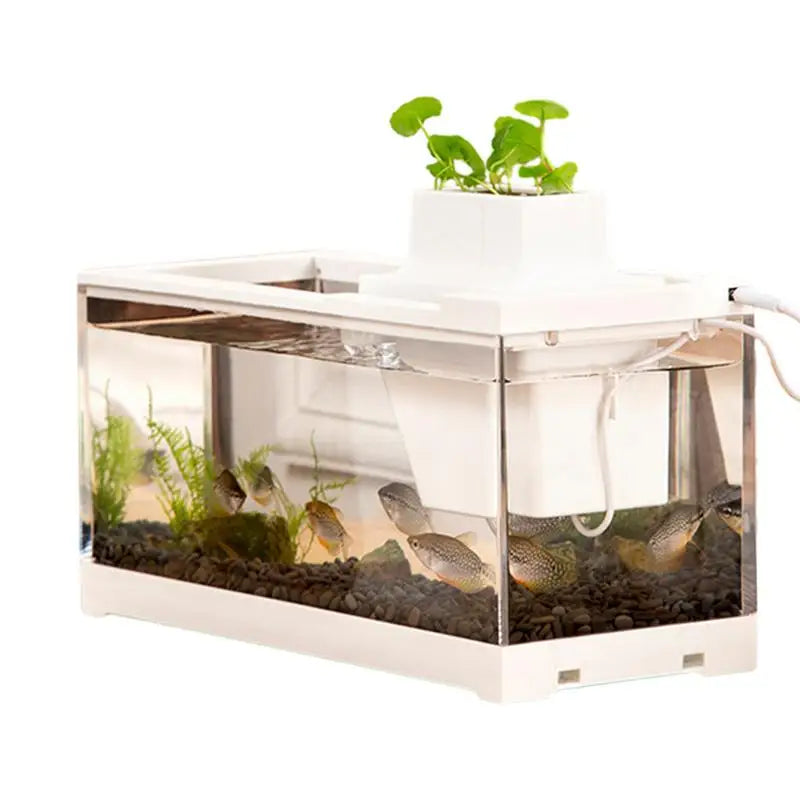 Low voltage desk aquarium: Quiet, illuminated mini tank.