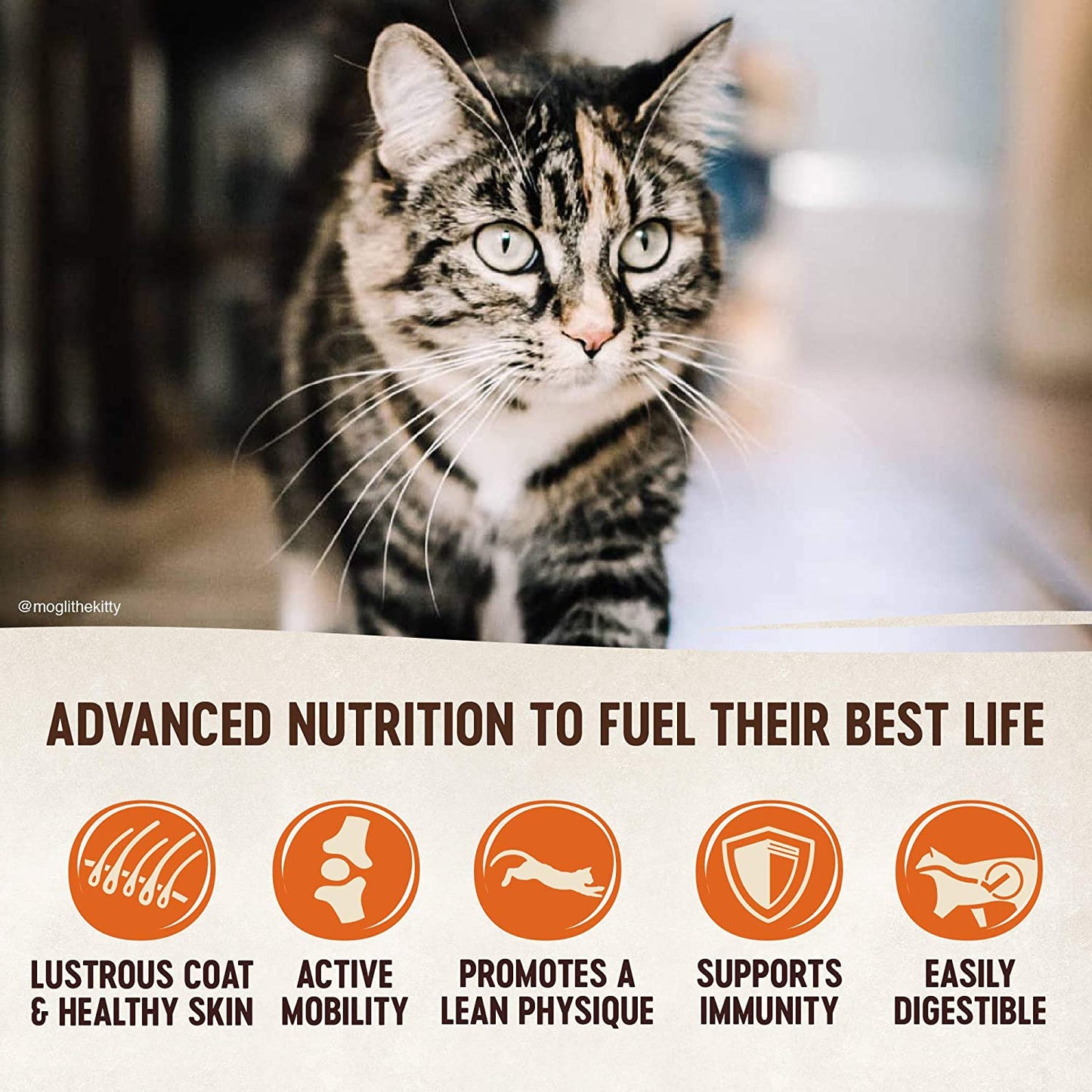 Wellness CORE Grain-Free Dry Cat Food: Indoor Formula with Chicken, Turkey & Chicken Meal, 5-Pound Bag