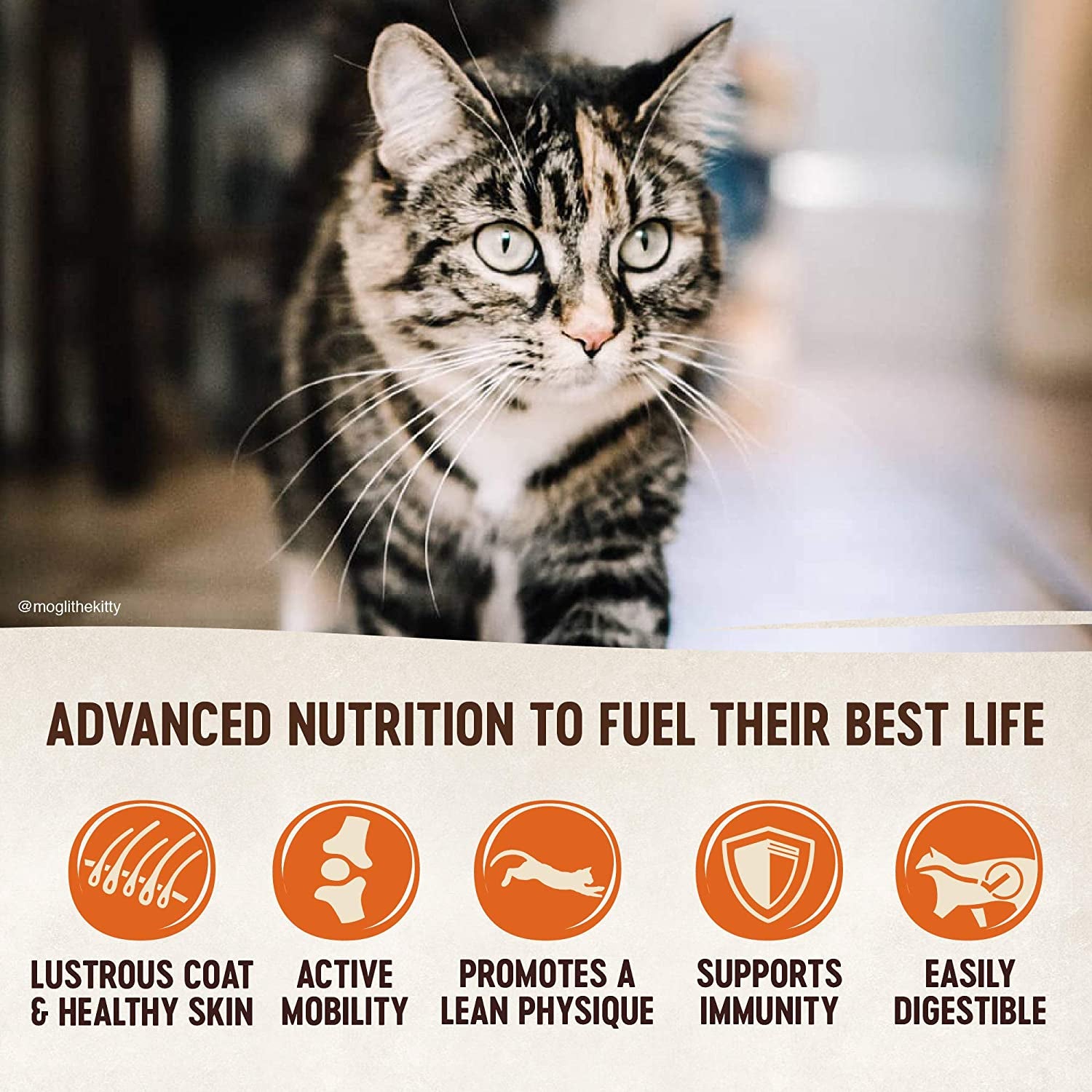 Wellness CORE Grain-Free Dry Cat Food: Indoor Formula with Chicken, Turkey & Chicken Meal, 5-Pound Bag